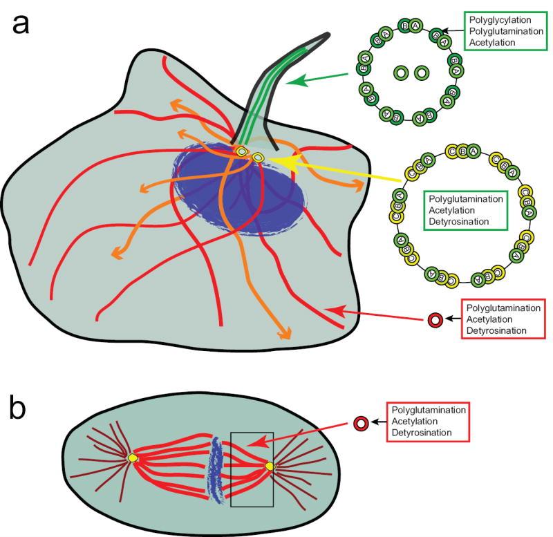 Fig. 1:Localization of microtubule structures and modified tubulin subunits in mammalian cells. 