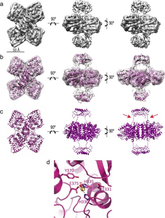 Fig. 1:Changes in the structure of Tyrosine hydroxylase. (OA Literature)