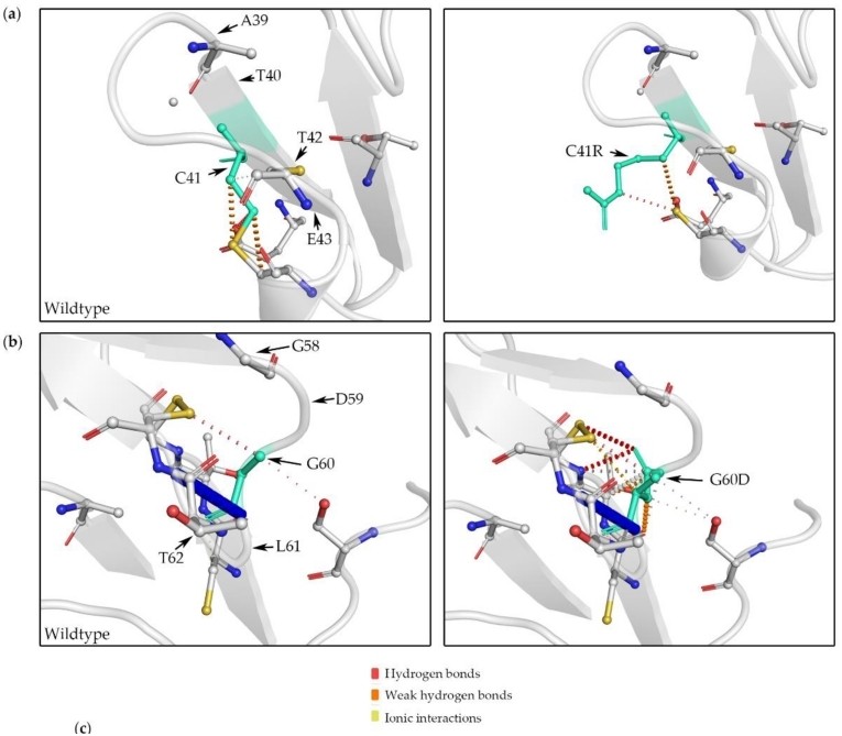 Fig. 1:Changes in the structure of UMOD.