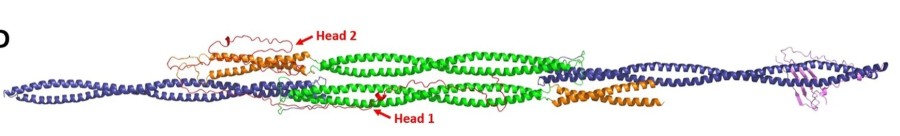 Fig. 1:Changes in the structure of Vimentin
