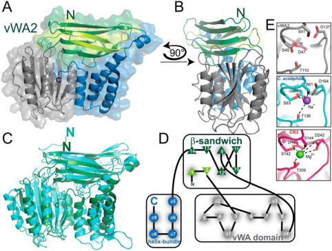 Fig. 1:Changes in the structure of VWA2.