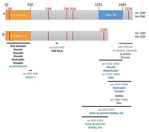 Schematic of α- and β-synemin.