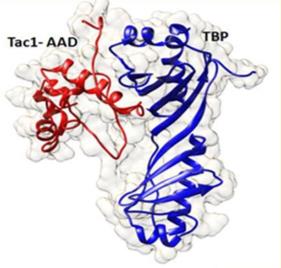 Fig. 1 Model depicting the interaction of TAC1-AAD and TBP.