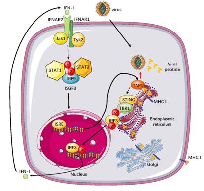 TAP1's Role in Innate Antiviral Defense.