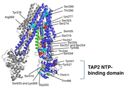 The 3D structure of TAP1 (gray), TAP2 (blue), and ICP47 (green) is shown.