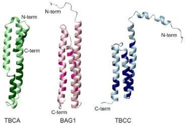 Fig. 1 Comparison of the interacting face of TBCA, BAG1 and TBCC N-terminal domain.