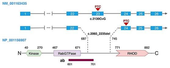 Fig. 1 Schematic representation of TBCK transcript and protein.