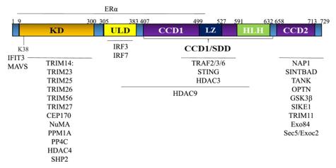 Fig. 1 TBK1 protein structure and interaction partners.