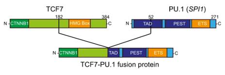 Schematic representation of the resulting TCF1-PU.1 (TCF7-SPI1) fusion protein.