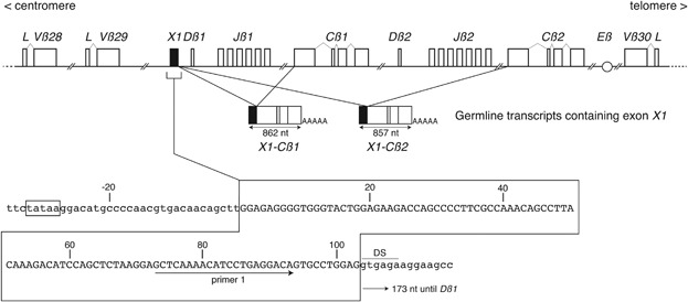 Fig. 1:Exon X1 within the human TCRB locus.