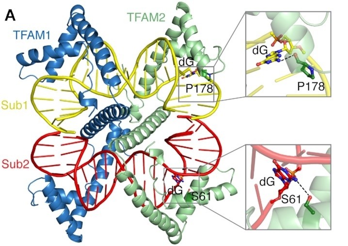 Fig. 1:Overall structure of the asymmetric unit of TFAM-NS2.