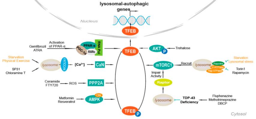Fig. 1:Schematic of mechanisms of TFEB agonists.