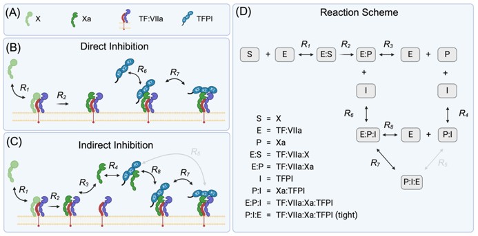 Fig. 1 Proposed mechanisms of TFPI inhibition of factor X activation. (OA Literature)