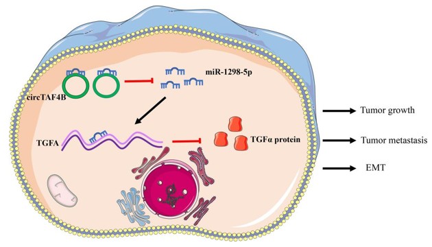 Fig. 1 Schematic diagram of the circTAF4B/miR-1298-5p/TGFA axis in the progression of BCa. (OA Literature)