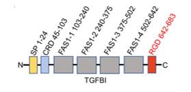 Fig. 1 Schematic diagram of TGFBI protein structure.