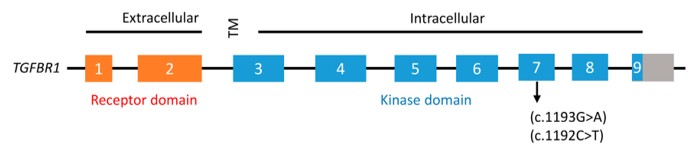 Fig. 1 Schematic depiction of the TGFBR1 protein. (OA Literature)