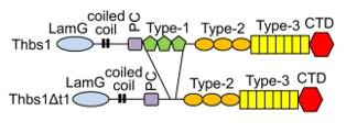 Domain Structures of WT Thbs1 and the ΔT1 Mutant.