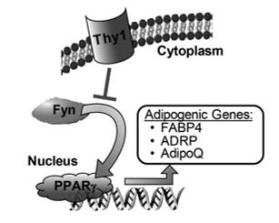 Fig. 1 Model describing the role of Thy1 in regulating adipogenesis.