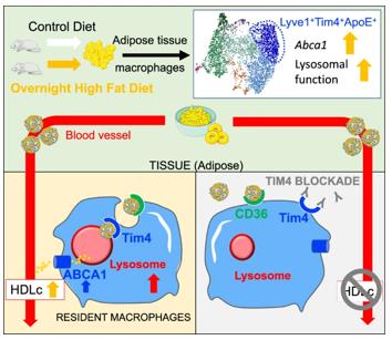 Fig. 1 High-Fat Diet Primes Tim4+ Adipose Macrophages via Abca1 and Lysosomes.