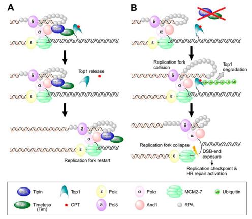 Fig. 1 Model of Tipin-mediated protection of the replication fork following CPT treatment.