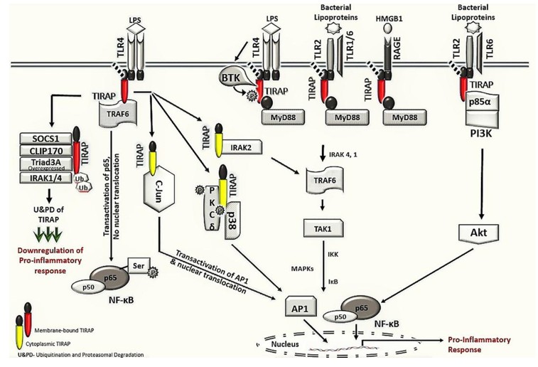 Fig. 1 TIRAP interacting machinery in the activation of inflammatory signaling. (OA Literature)