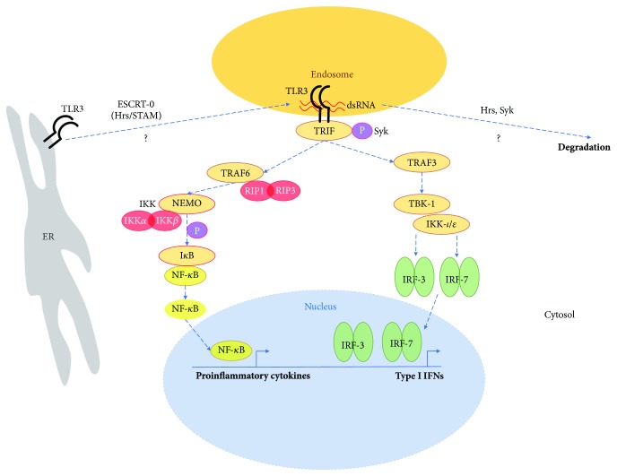 Fig. 1:TLR3 signaling in astrocytes.