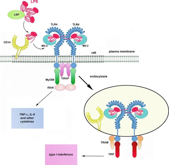Fig. 1:LPS activates TLR4.