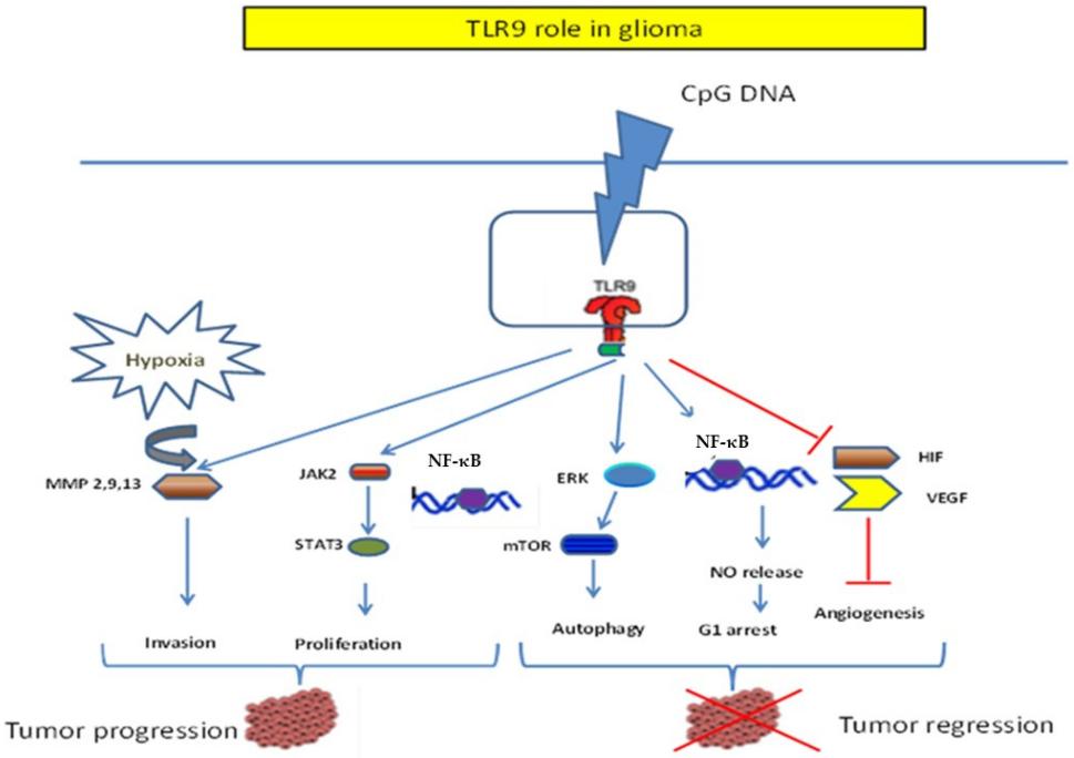 Fig. 1:TLR9's dichotomic role in Glioma.