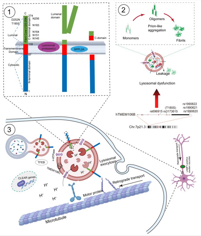 Fig. 1 Structure, physiological and pathologic function of TMEM106B. (OA Literature)