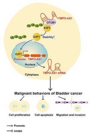 Fig. 1 TMPO-AS1 Drives Bladder Cancer: A Schematic Mechanism.