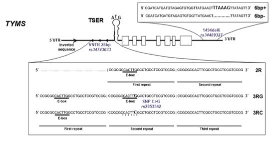 Genetic Variations in TYMS: Implications for Enzyme Function and Disease Association.