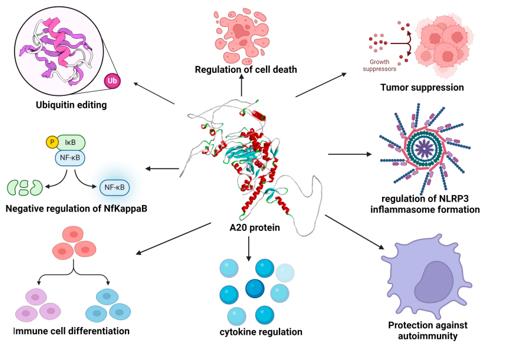 Fig. 1 Functions of TNFAIP3 (A20) protein.