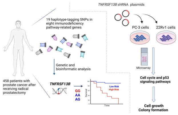 Fig. 1 Genetic and functional analyses identify the role of TNFRSF13B in prostate cancer progression. (OA Literature)