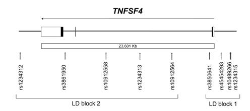 Fig. 1 The TNFSF4 gene as represented in the NCBI database.