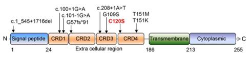 Fig. 1 Distribution of TNFRSF9 variants and protein domain structure.