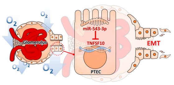 Fig. 1 The Role of the miR-545-3p–TNFSF10 Axis in Hypoxia-driven EMT of PTECs. (OA Literature)