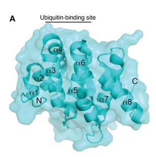 Fig. 1 Surface and ribbon representations of the TOM1 VHS. (OA Literature)