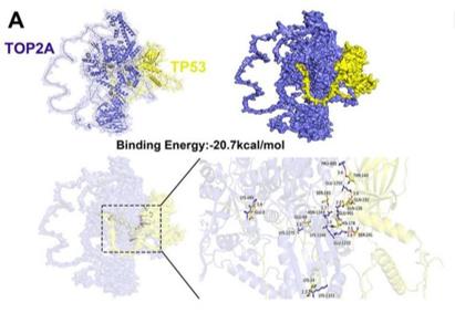 Fig. 1 Molecular docking analysis of TOP2A and TP53 Proteins.