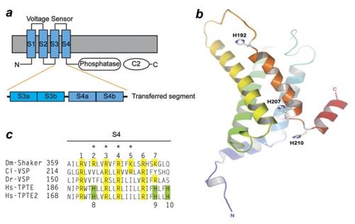 Fig. 1 Domain structure of VSP/TPTE proteins.