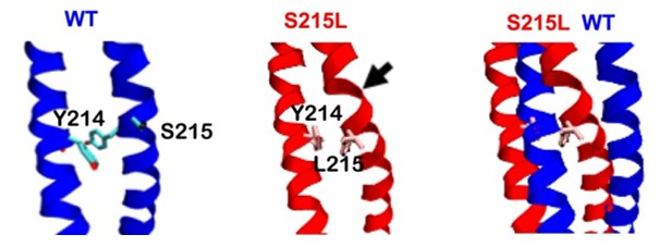 Fig. 1 A detailed view of the isolated TPM1 structure: WT (left), S215L (center), and overlay (right). (OA Literature)