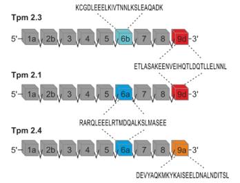 Fig. 1 A diagram illustrating the exon composition of the TPM2 gene.
