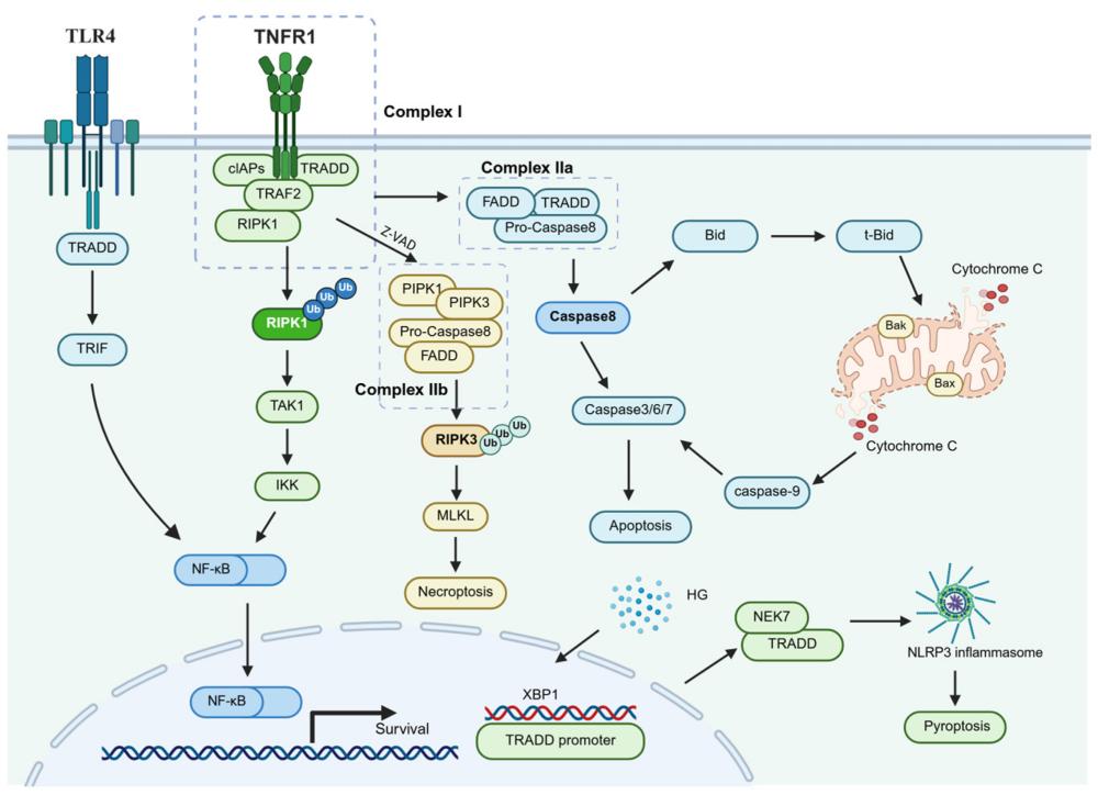 Fig. 1:TRADD-mediated signaling pathways.