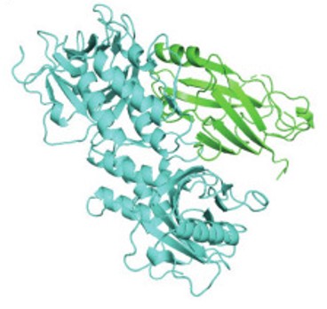 Fig. 1 Download the protein structures of TRAF6 (1LB4). (OA Literature)