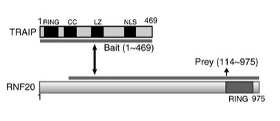 Fig. 1:Schematic structure of TRAIP and RNF20.
