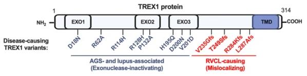 Fig. 1 Domain-Specific TREX1 Variants: Linking RVCL and Interferonopathies.