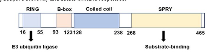 Fig. 1 The domains of tripartite motif 21 (TRIM21) protein.