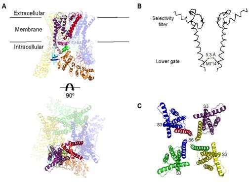 Fig. 1 Structure of the TRPV4 channel.