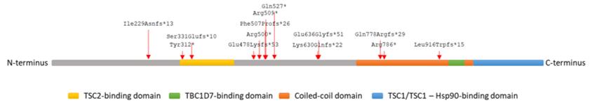 Schematic representation of TSC1.