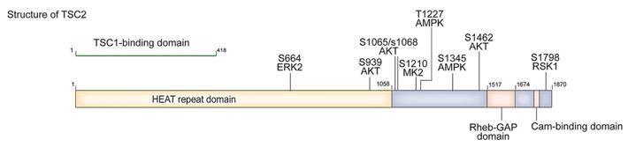 Fig. 1 Structure of TSC2 and inhibitory phosphorylation sites with ERK2, AKT MK2, AMPK and RSK1.