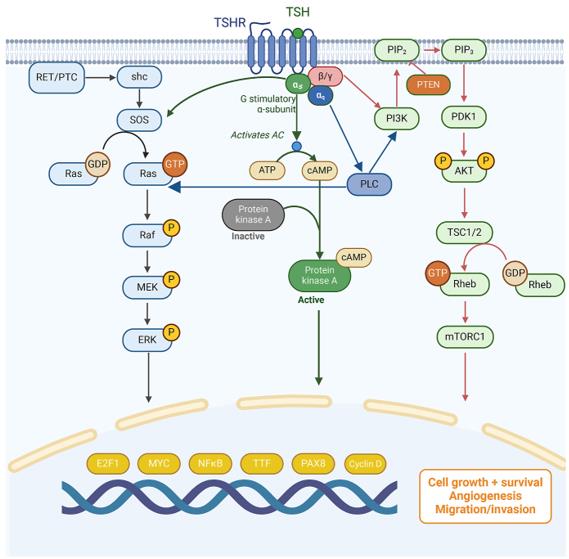 Fig. 1 Signaling pathways mediated by TSHR.